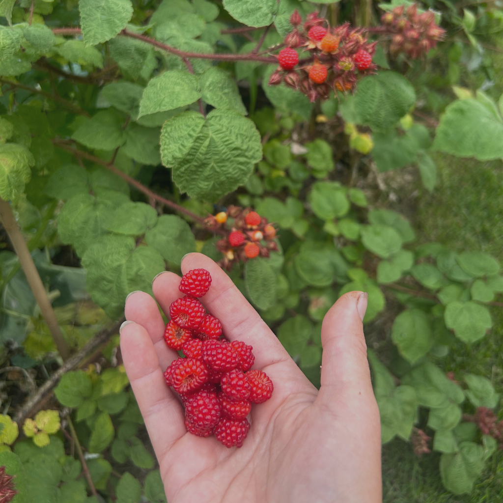 afbeeldingen 800x800 px (5)